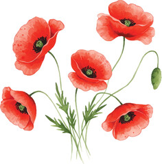 Fototapeta premium set of poppy flowers