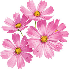 Obraz premium Watercolor Cosmos Flowers, Delicate Cosmos Flower Arrangement