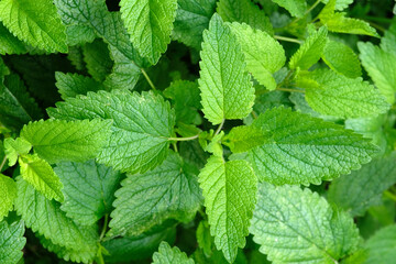 Feuilles de mélisse officinale au printemps en gros plan