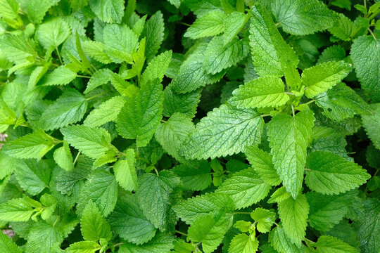 Feuilles de m&eacute;lisse officinale au printemps en gros plan