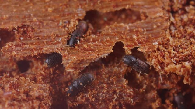 Shattered tree bark by dangerous insect. Heavy sick spruce tree suffers from a bark beetle pest. Destructive insect that attacks wood. Climate change.