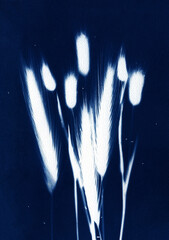 Spikelets oon a blue background. Plant silhouette. Flowers art. Floral illustration in minimalist style. Sun ptint alternative photography. Cyanotype technic.
