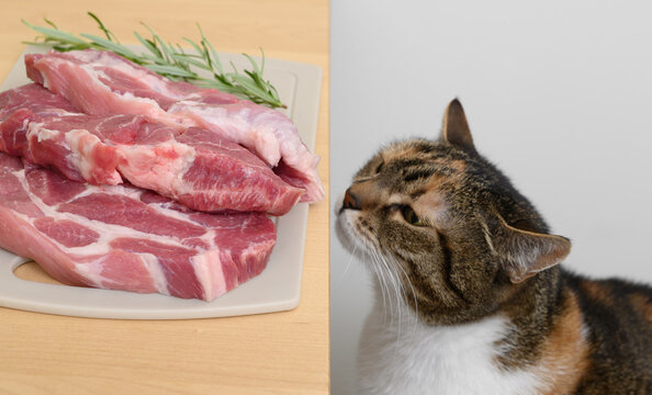 Fototapeta Kot wącha surowe mięso, dieta i odzywiamie kotów 