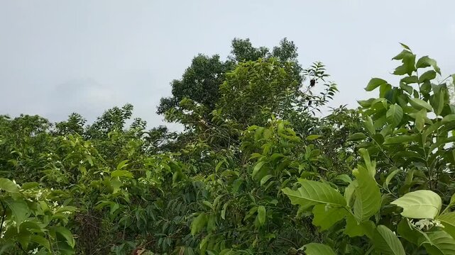 A beautiful nature. Green, trees, river, and jungle. Somewhere in Bangladesh.