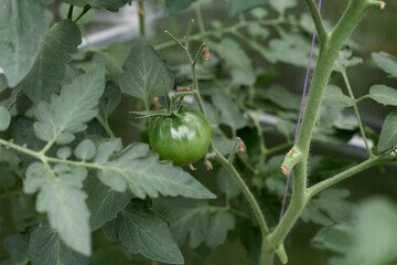 A lot of green tomatoes on a bush in a greenhouse. Tomato plants in greenhouse.