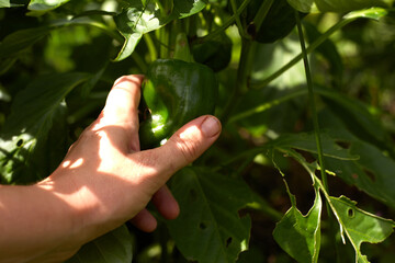 Harvest of green peppers. Female hands harvesting