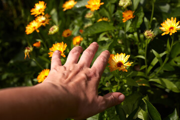 Marigold flower in female hand. (Calendula Officinalis) Woman collects marigold flowers for medical purposes.