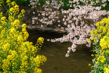 桜並木と菜の花
