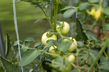 A lot of green tomatoes on a bush in a greenhouse. Tomato plants in greenhouse.