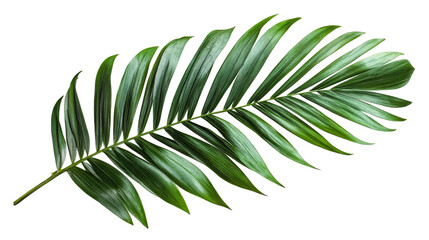 Vibrant golden cane palm frond with symmetrical leaflets, cut out transparent