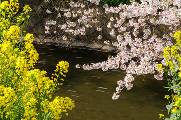 流れる花びら