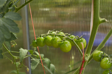 A lot of green tomatoes on a bush in a greenhouse. Tomato plants in greenhouse.