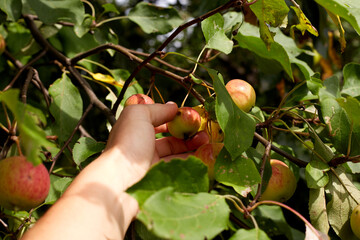 woman hand picking an apple