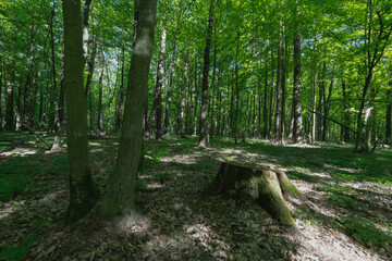 Obraz premium A sunlit forest scene with a tree stump and lush greenery