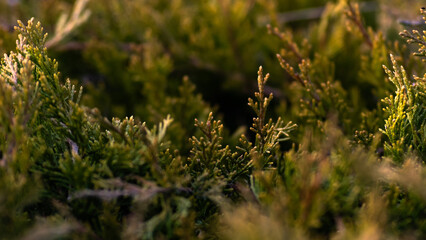 thuja branches close-up