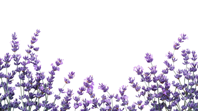Lavender stems and blossoms, purple plants, cut out transparent