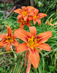 orange tiger lilies