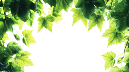 Abundant foliage of green leaves frame, cut out transparent