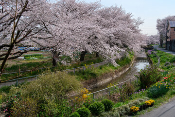 桜並木と水辺