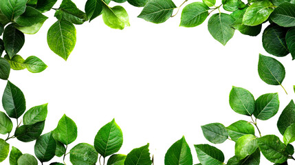 Vibrant green leaves border lush frame, cut out transparent