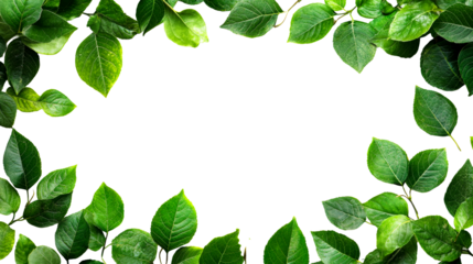 Vibrant green leaves border lush frame, cut out transparent