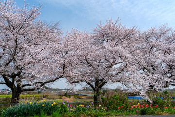 桜並木とチューリップ
