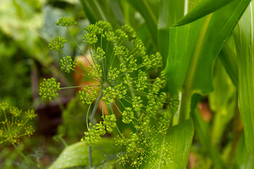 green photo of corn foliage and dill inflorescence.