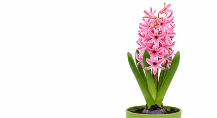 Fototapeta premium Beautiful Pink Hyacinth Flower in Green Pot for Home Decor