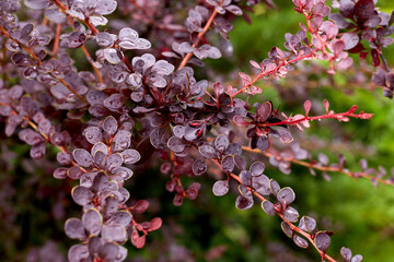red barberry bush close-up. leaves and thorns.