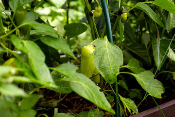 Green peppers growing in the garden. Green bell pepper hanging