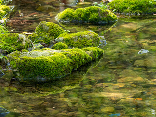 清流と苔が生えた石