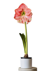 Pink amaryllis blooms in a white pot on a light pedestal
