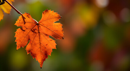 Fototapeta premium Detailed Close-Up of an Orange Autumn Leaf on a Soft Background