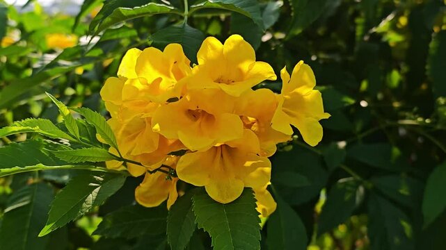 Blooming Yellow Elder with Green Leaves.
