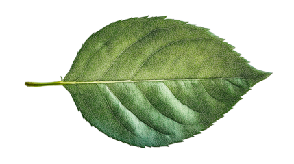 Textured green leaf with visible veins, cut out transparent