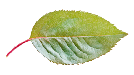 Single green leaf with vibrant veins, plant close-up, cut out transparent