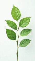 Fototapeta premium Single branch with delicate leaves isolated on white background, nature, leaf, clean