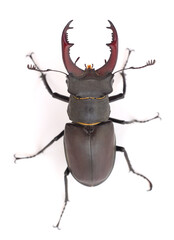 Bug (Oryctes Nasicornis).