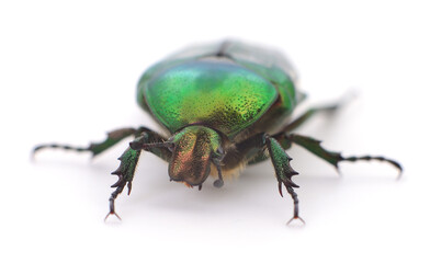 Naklejka premium Green beetle isolated.