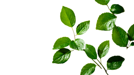 Vibrant green foliage, plant branches, and leaves, cut out transparent