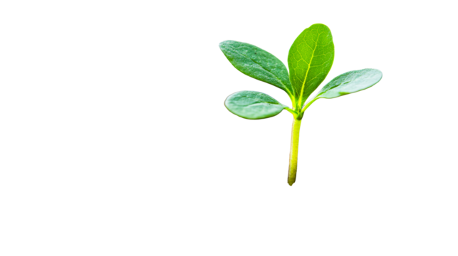 Fresh green sprout growing, isolated, cut out transparent