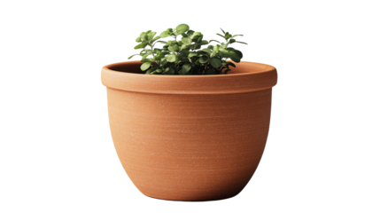 Small plant in terra cotta pot, cut out transparent