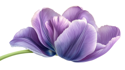 Detailed purple tulip blossom bloom, cut out transparent