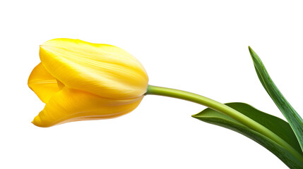 Vibrant yellow tulip blossom, stem, and leaves, cut out transparent