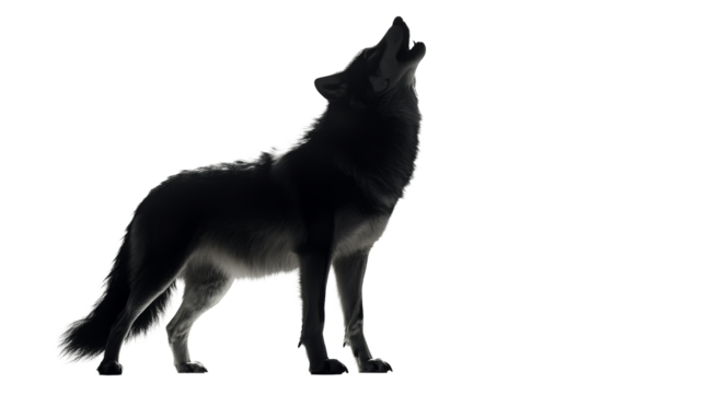 Dramatic wolf silhouette, howling and vocalizing, cut out transparent
