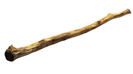 Dried wood stick with weathered surface, textured material, cut out transparent