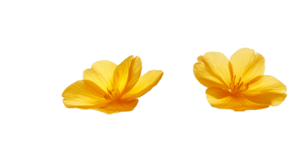 Two vibrant yellow flowers, backlit, blooming, blossom, cut out transparent