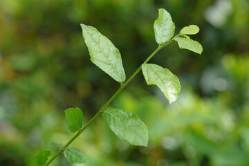 green leaves background