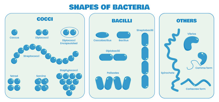 Infographic illustrating the main shapes and classifications of bacteria: cocci (spherical), bacilli (rod-shaped), and others (vibrios, spirilla, spirochetes). Educational biology vector chart.