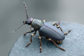 Fototapeta premium Metallic Beetle Close Up